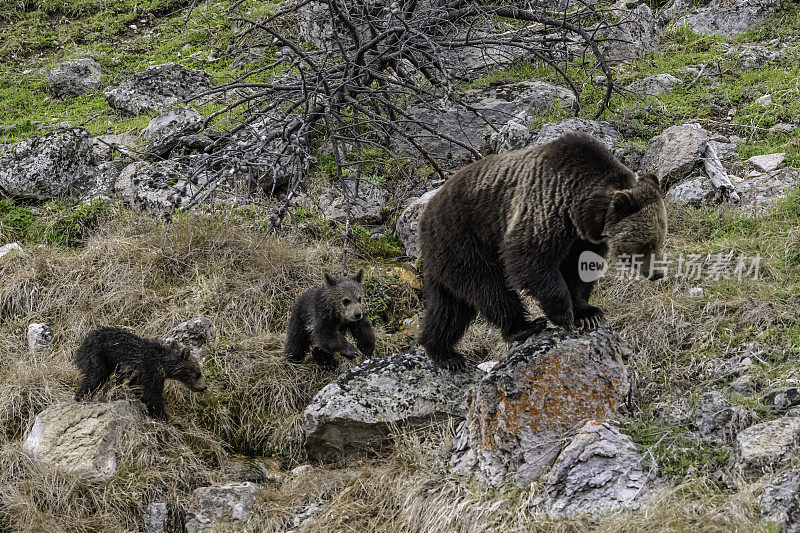 灰熊(Ursus arctos horbilis)，也被称为北美棕熊或简称为灰熊，是居住在北美的棕熊的一个种群或亚种。黄石国家公园，怀俄明州。熊妈妈和小熊们。